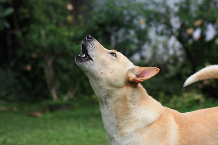 13 Dog Breeds That Howl at the Moon (and Why)