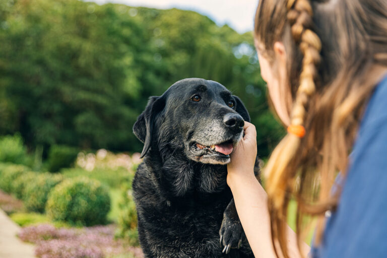 Your Senior Dog Will Thank You for Doing These 8 Things!