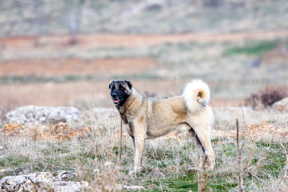anatolian shepherd low-energy dog