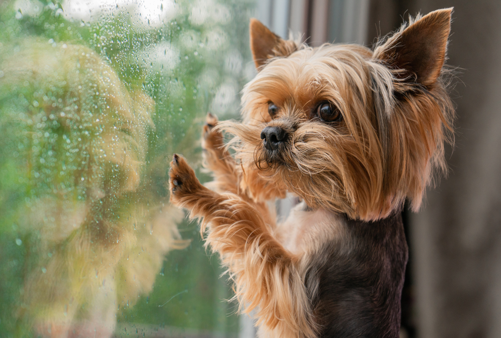 yorkshire terrier