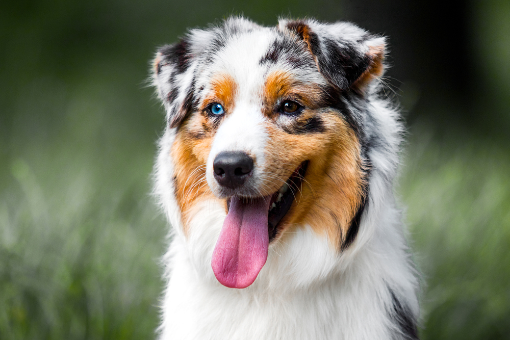 longest-living dog breeds