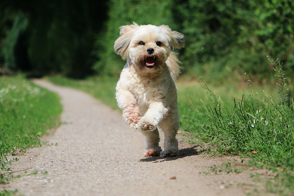 lhasa apso