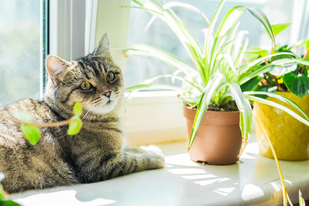 toxic plants to pets
