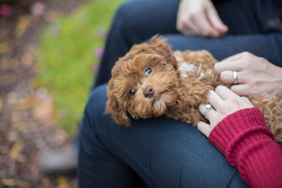 lap dog breeds, dog's favorite person