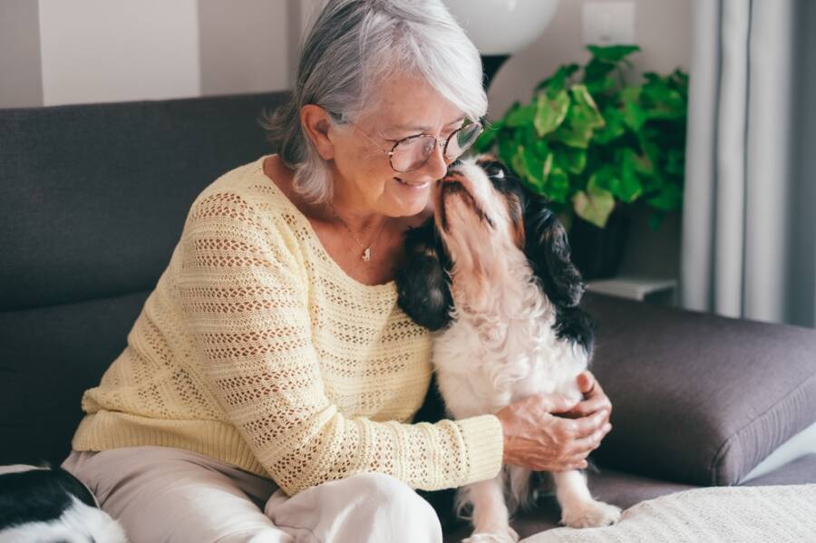 Dog Is Feeling Ignored, dog's favorite person