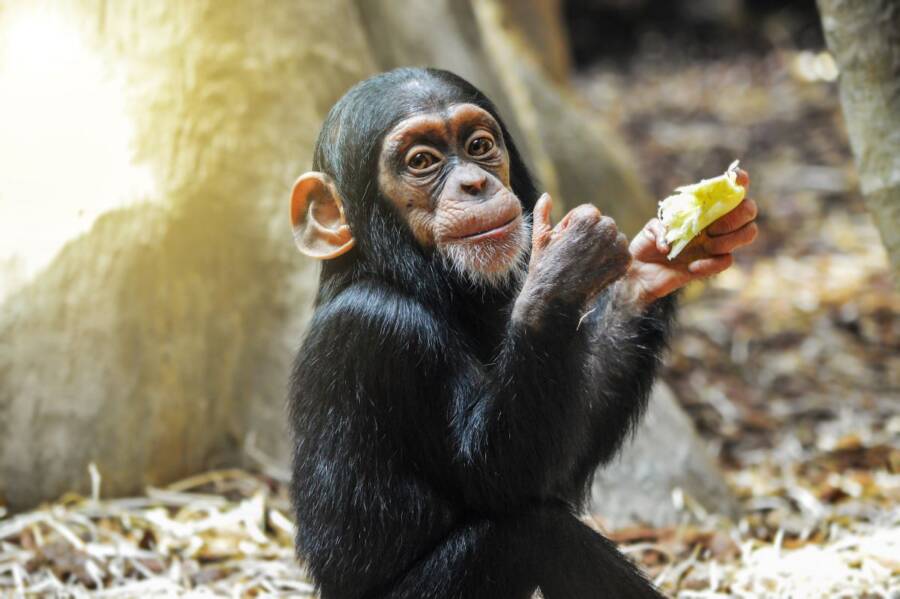 pets-chimp-1