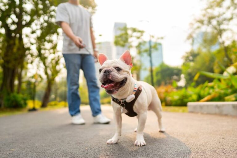 6 Best U.S. Cities for Dog Lovers Cute Animal