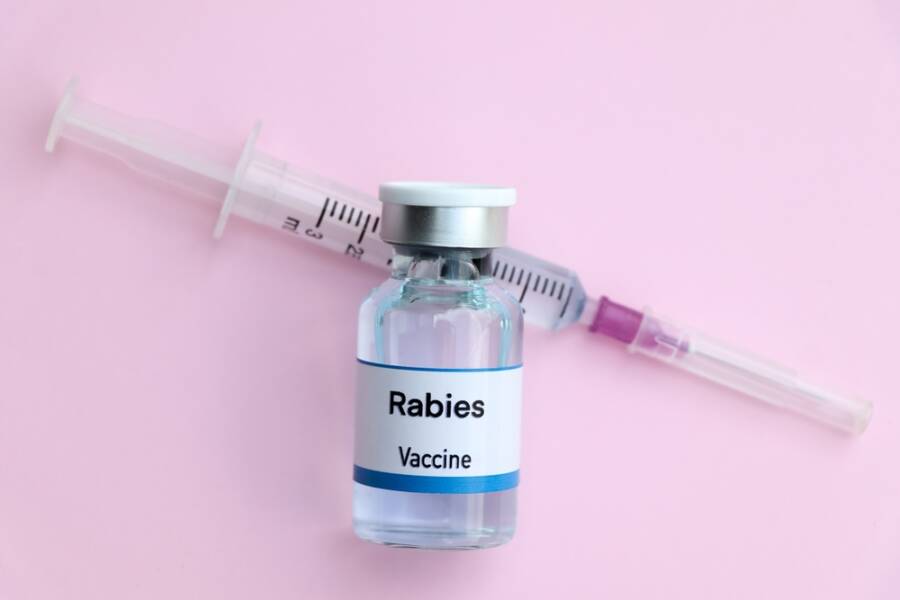 rabies in dogs