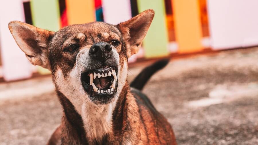 rabies in dogs