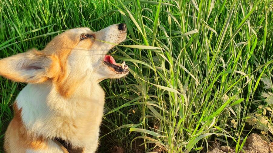 Dogs Eating Grass