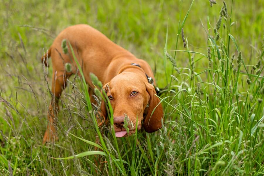 Dog eating grass