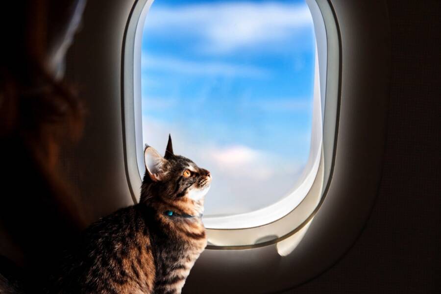 Pet-Friendly Airlines