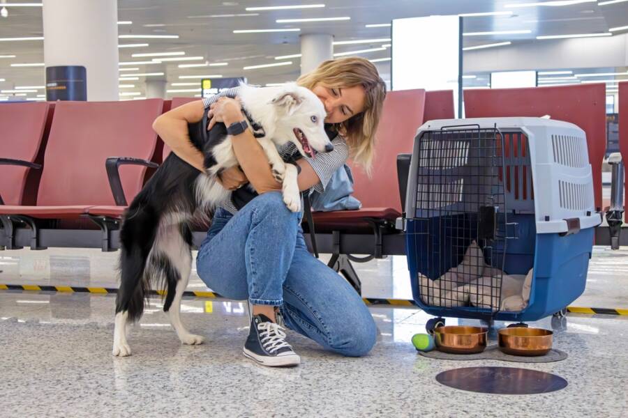 Pet-Friendly Airlines