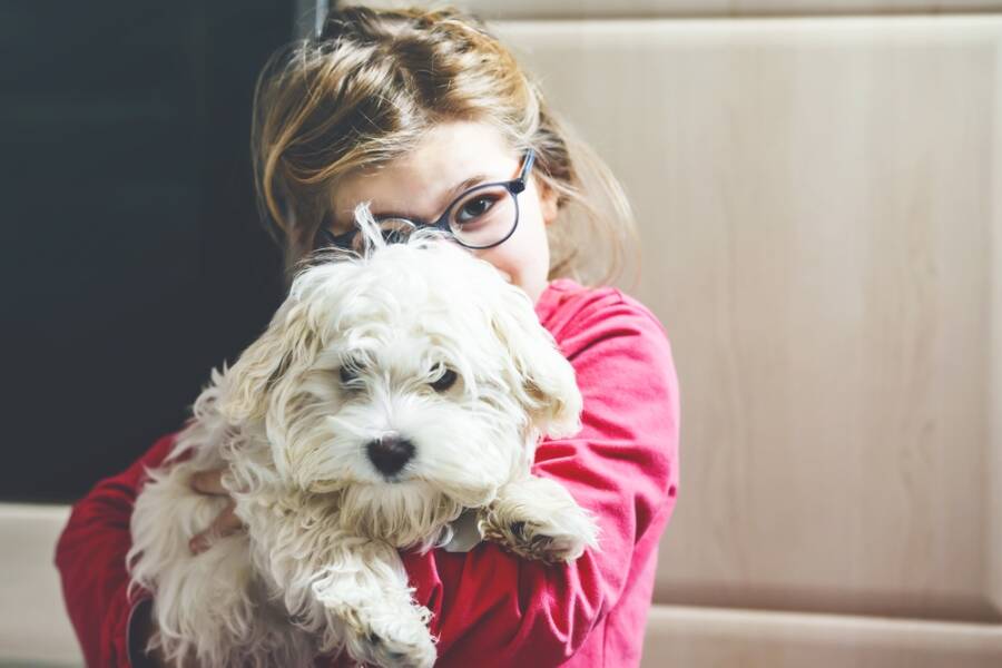 lap dogs are perfect for snuggling