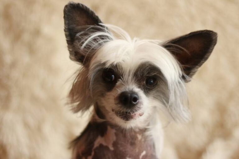 11 Lap Dogs That Are Perfect for Snuggling Cute Animal