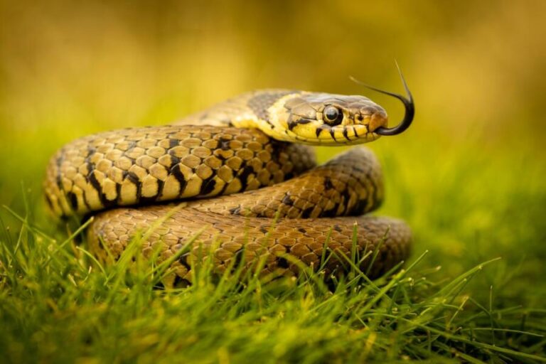From Slithery Singles To This Snake Group Names Explained - qfdsr2l