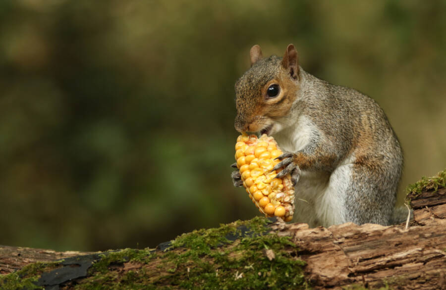 squirrels