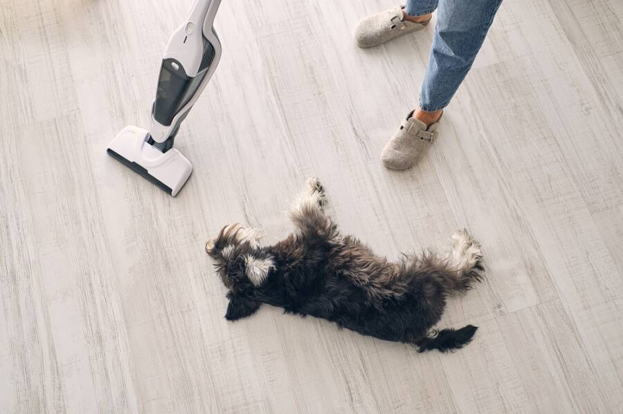 vacuums for pet hair