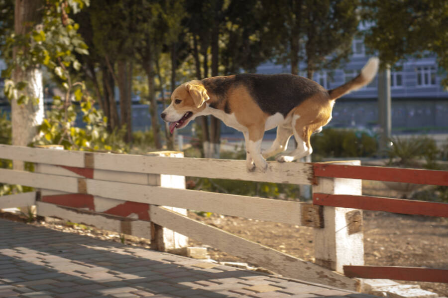 dog park