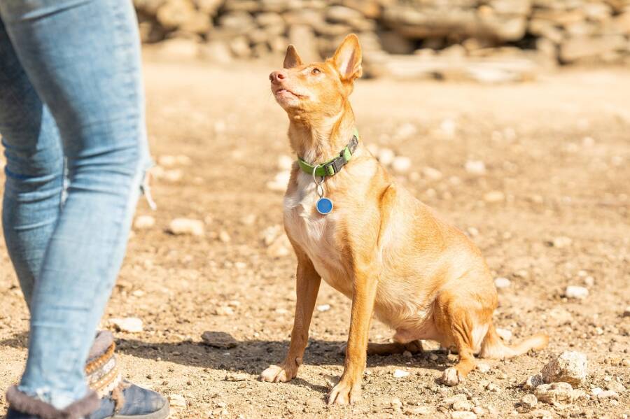 types of dog barks