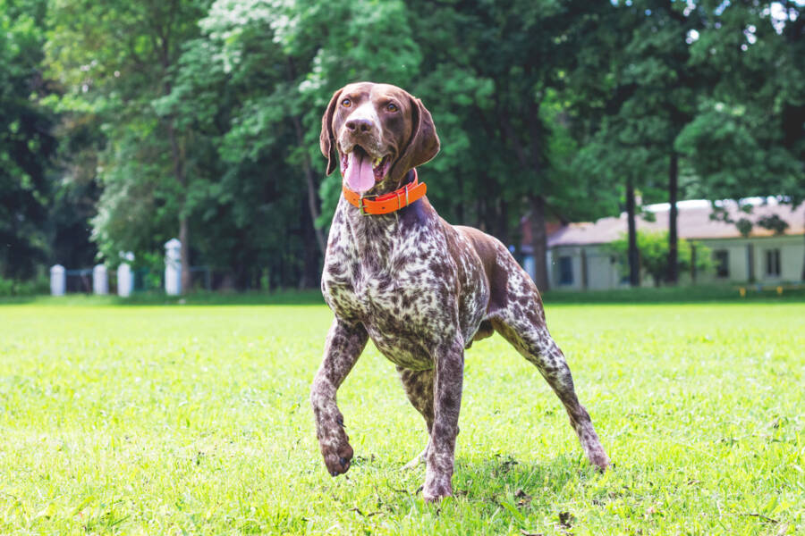 Short-Haired Dog Breed