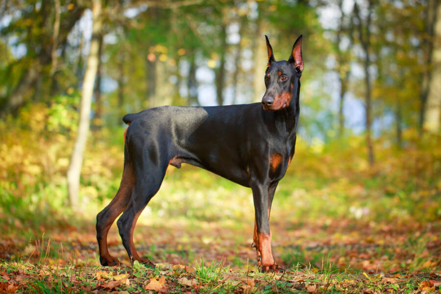 Short-Haired-Dog Breed