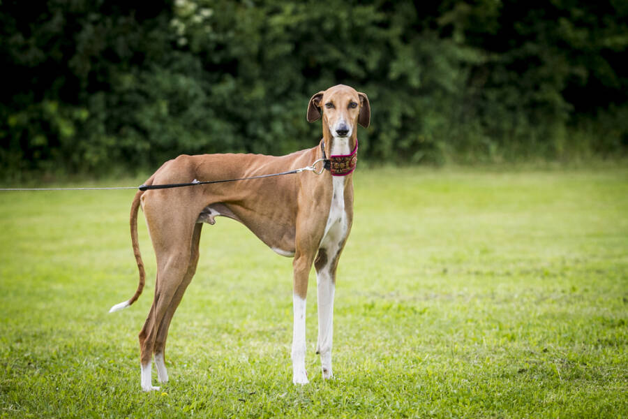 dogs you've probably never heard of