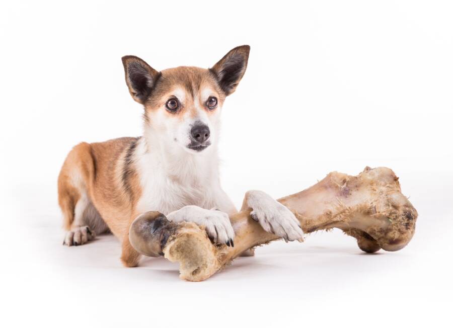 dogs you've probably never heard of