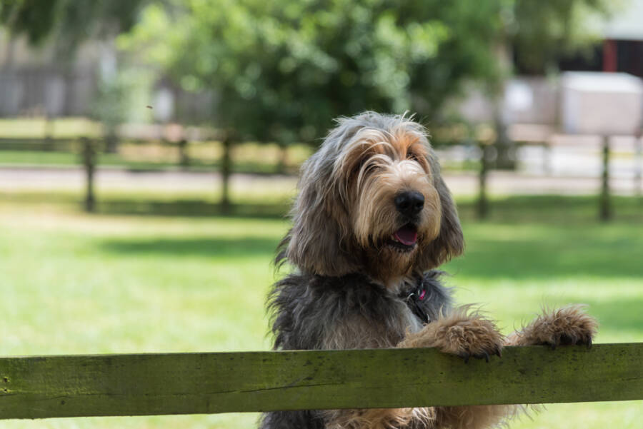 dogs you've probably never heard of