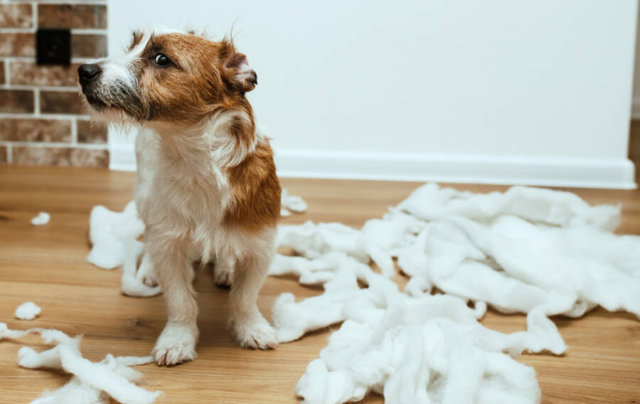 Pet-Proof