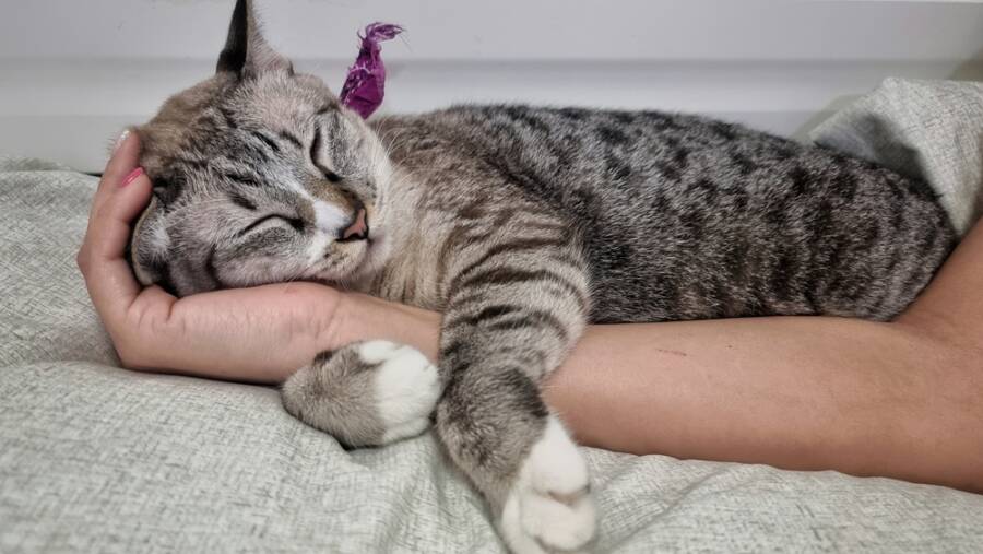 Pets