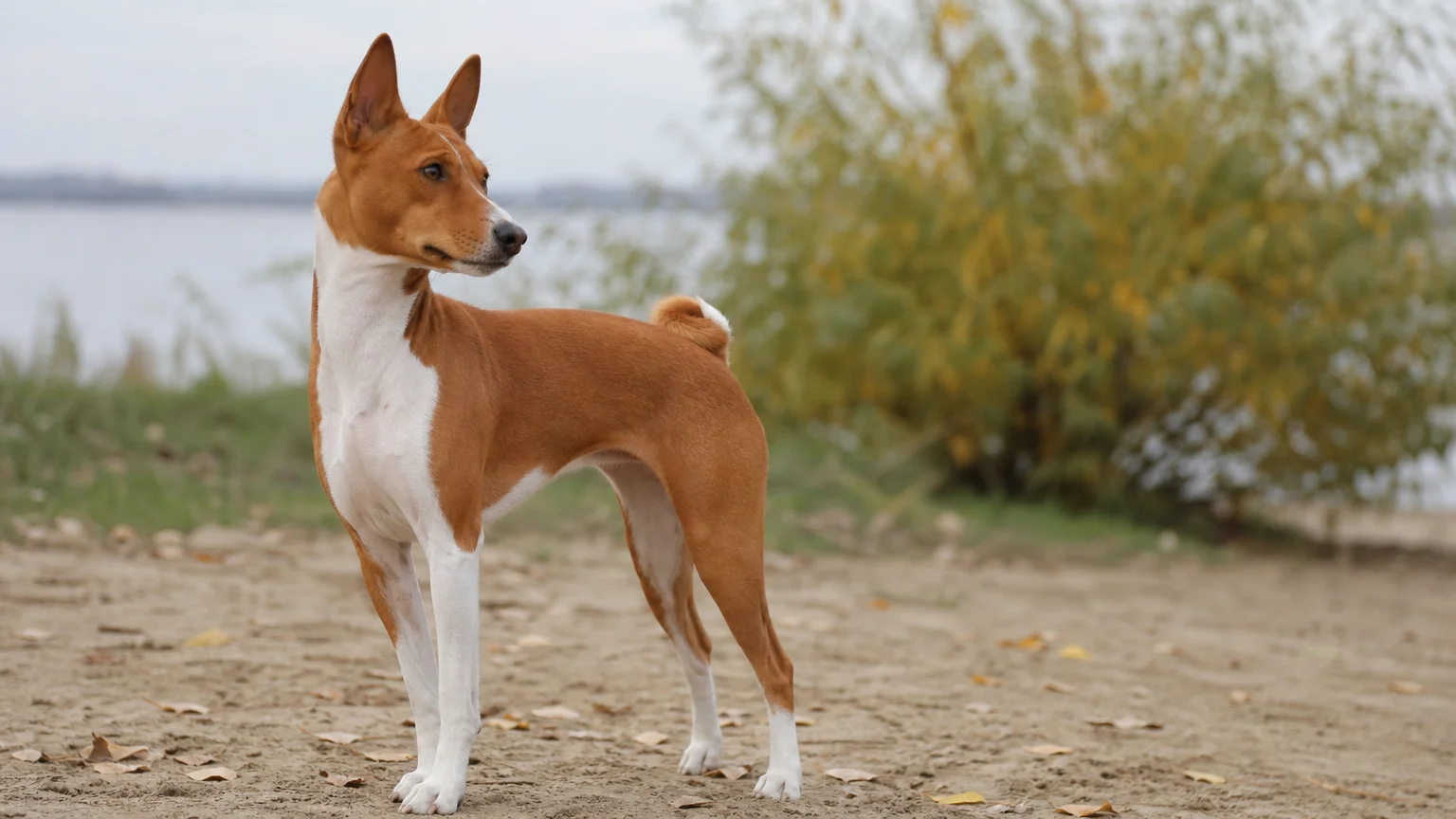 1. Basenji: The Famous "Barkless" Dog