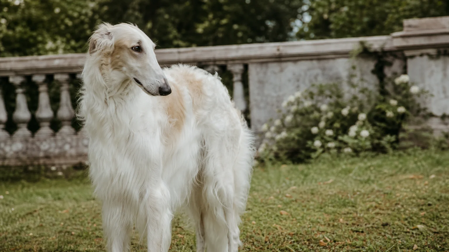 5. Borzoi: The Quiet Aristocrat