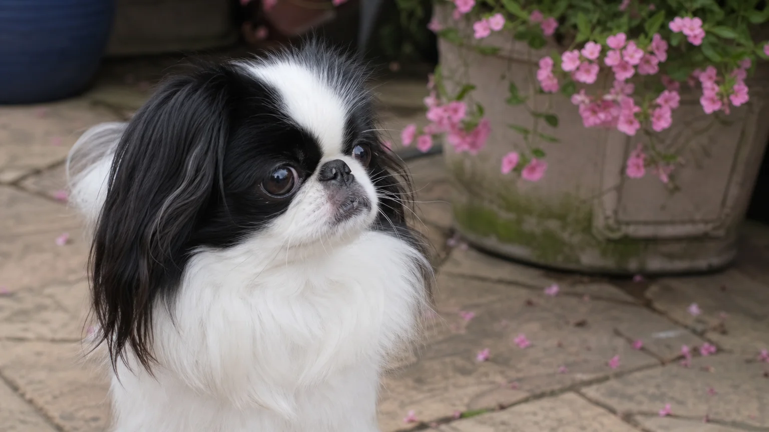 8. Japanese Chin