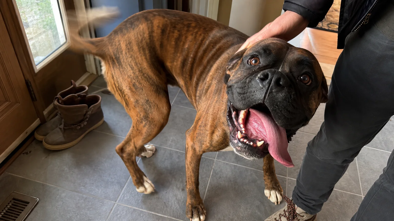 A brindle Boxer wiggles its entire body in excitement while greeting a visitor at a front door.