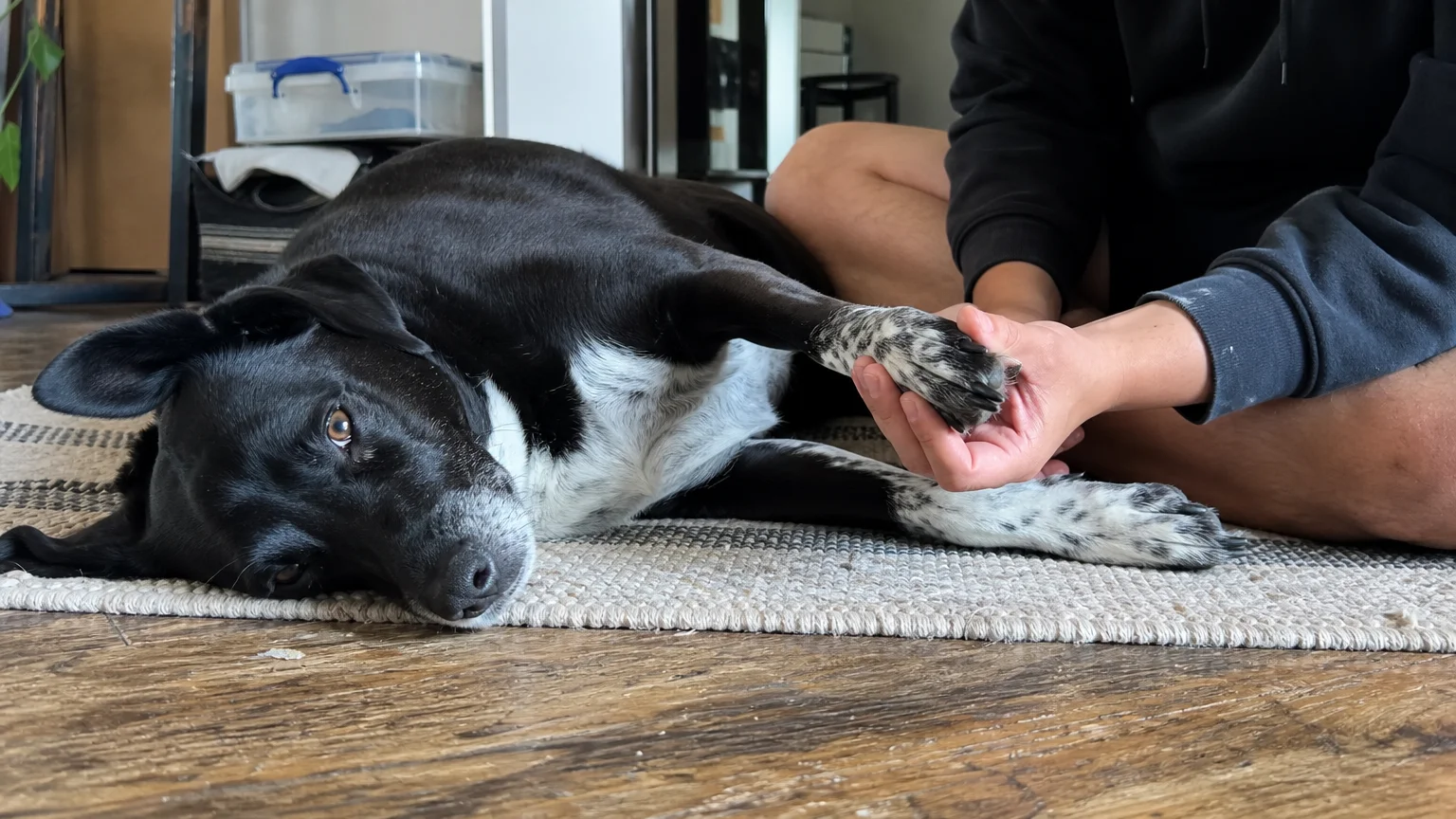 A candid home photo of an owner gently holding their relaxed dog's paw on a wooden floor.