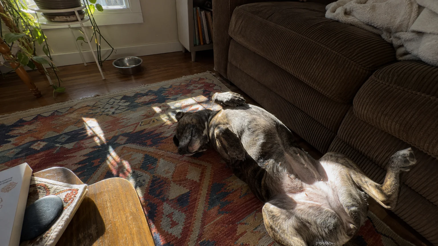 A candid overhead photo of a dog sleeping upside down with its belly exposed on a colorful living room rug.