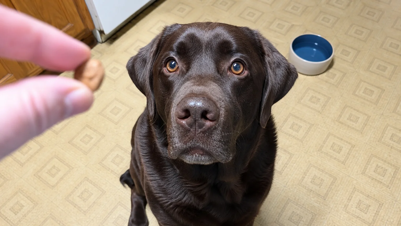 A chocolate Labrador sits in a kitchen, looking up with intense focus at a treat.