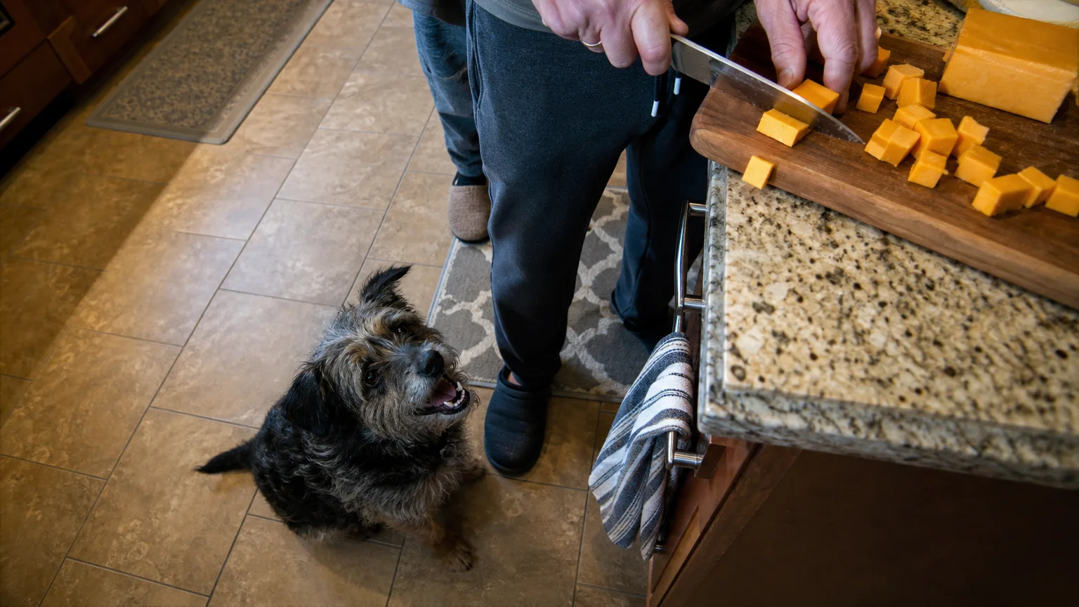 A close-up snapshot of a dog waiting under a kitchen counter as a piece of cheese accidentally slips off a cutting board.