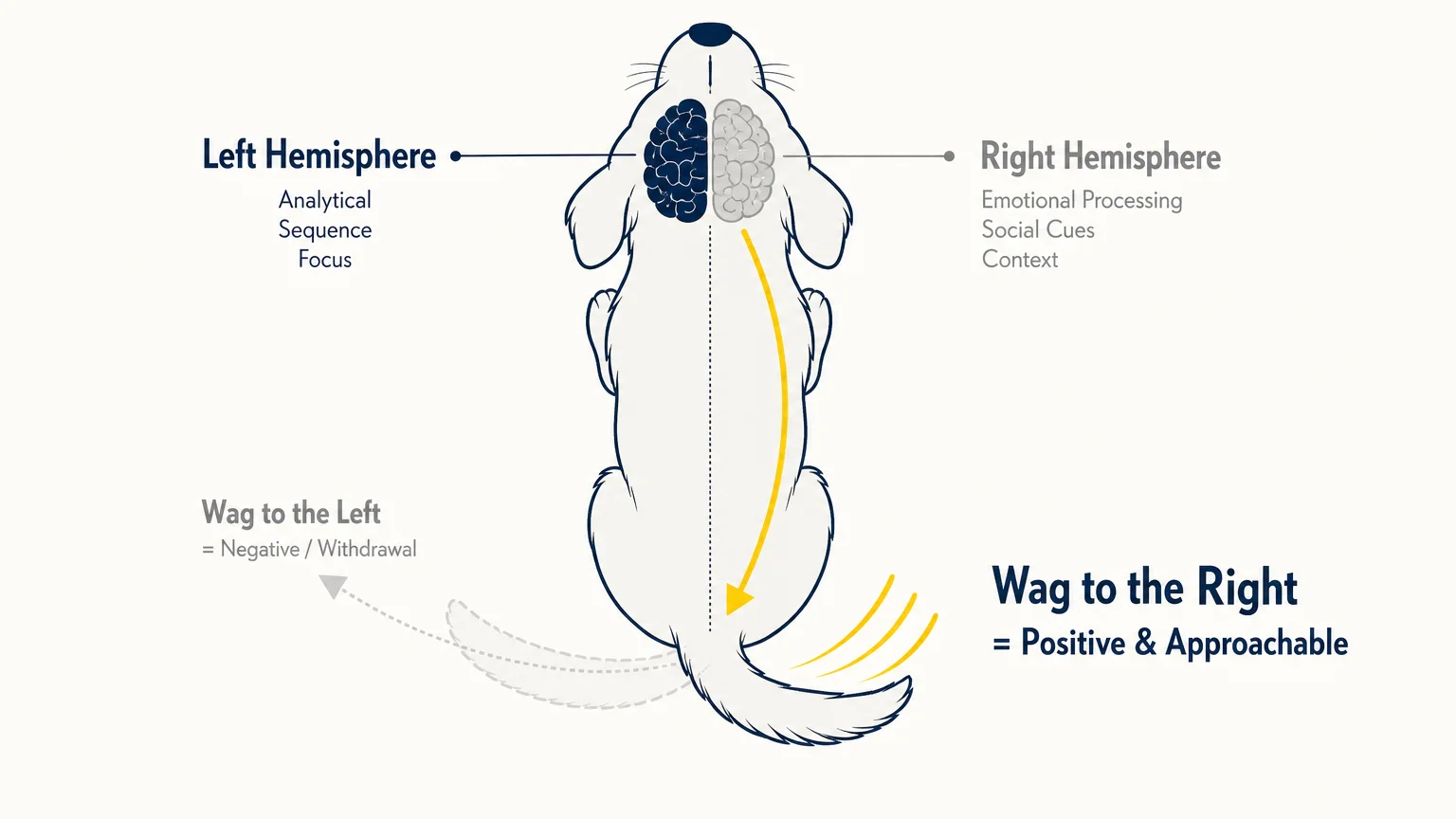 A diagram showing how a dog's brain hemispheres control tail wag direction, with a right-leaning wag labeled as positive.