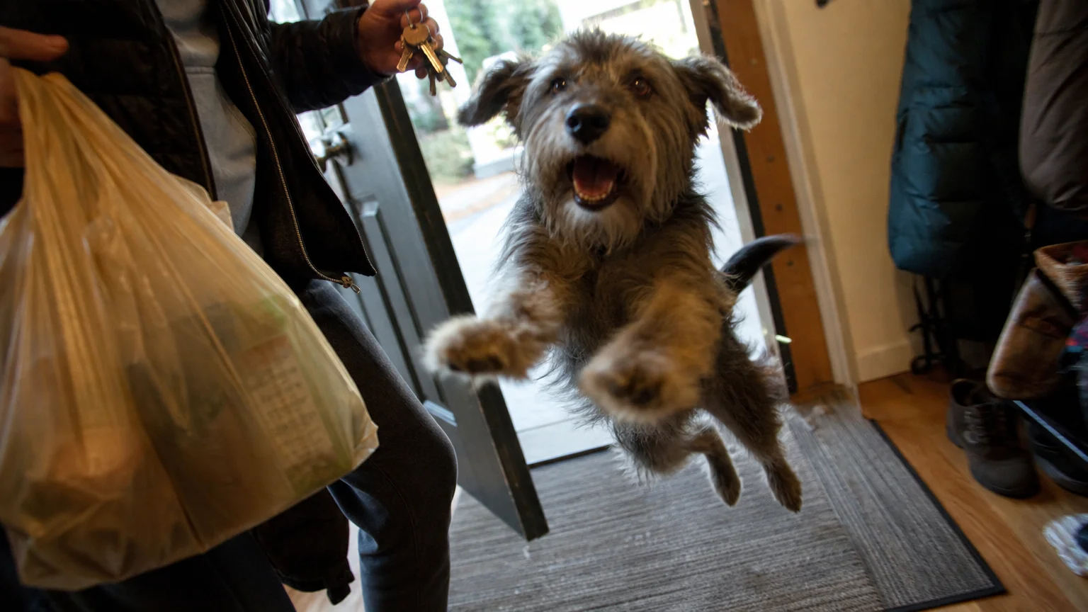 A dog jumps up to greet its owner at the door, capturing a moment of pure, unrestrained excitement.