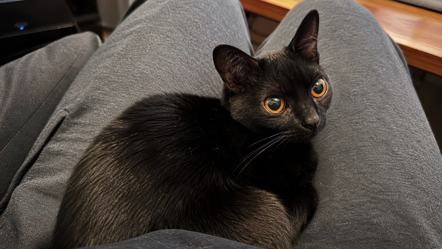 A glossy, solid black Bombay cat with copper eyes curled up contentedly on a person's lap in sweatpants.