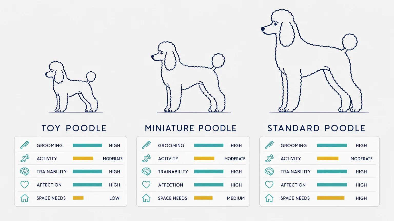 A horizontal minimalist infographic comparing Toy, Miniature, and Standard Poodles by size and grooming needs.