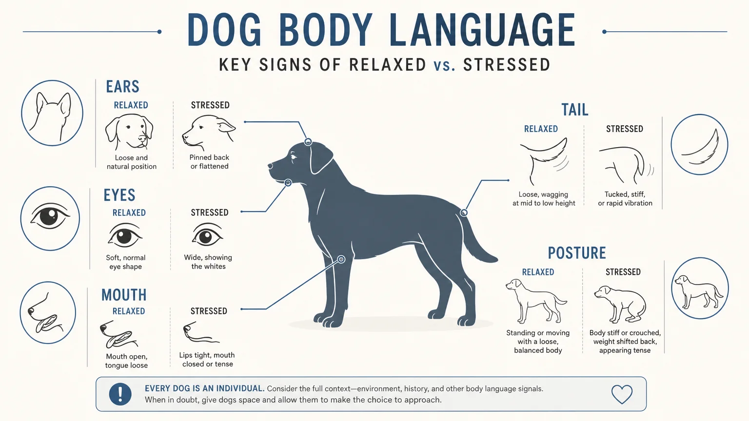 A minimalist body language infographic showing the key signals for ears, eyes, mouth, posture, and tail in dogs.