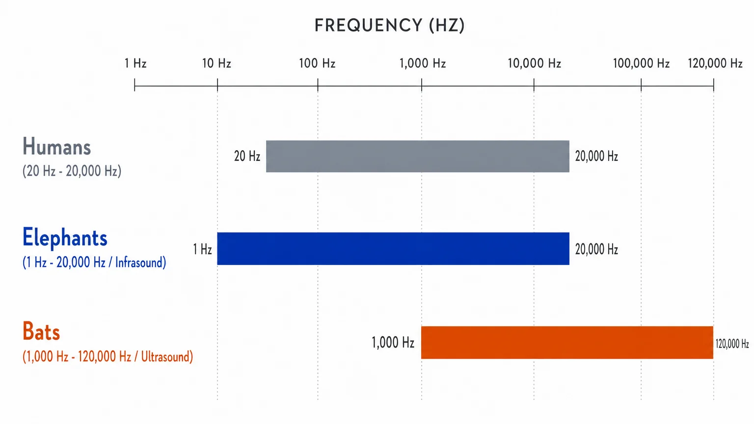 A minimalist horizontal bar chart comparing the hearing frequency ranges of humans, elephants, and bats in Hertz.