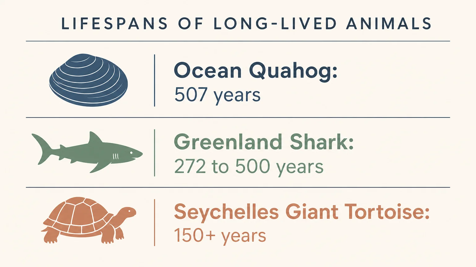 A minimalist horizontal infographic comparing the lifespans of a clam, a shark, and a giant tortoise using clean icons and clear text.