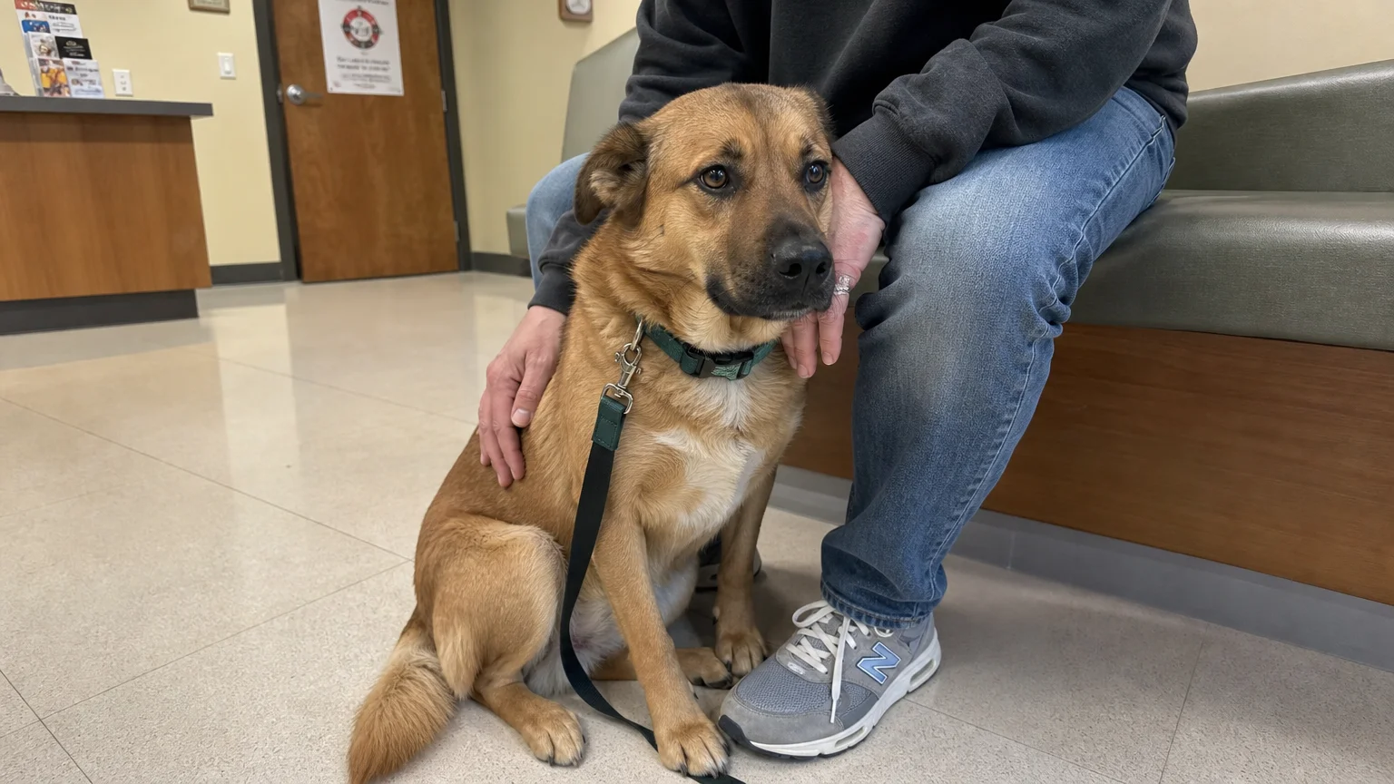 A rescue dog sitting close to its owner's shins in a vet waiting room, seeking comfort and security.