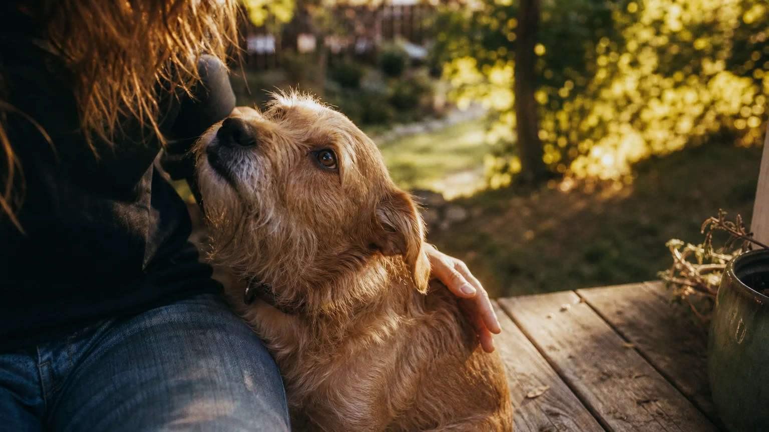 A warm, natural 35mm film photo of a scruffy golden dog looking up lovingly at its owner on a sunlit wooden porch.