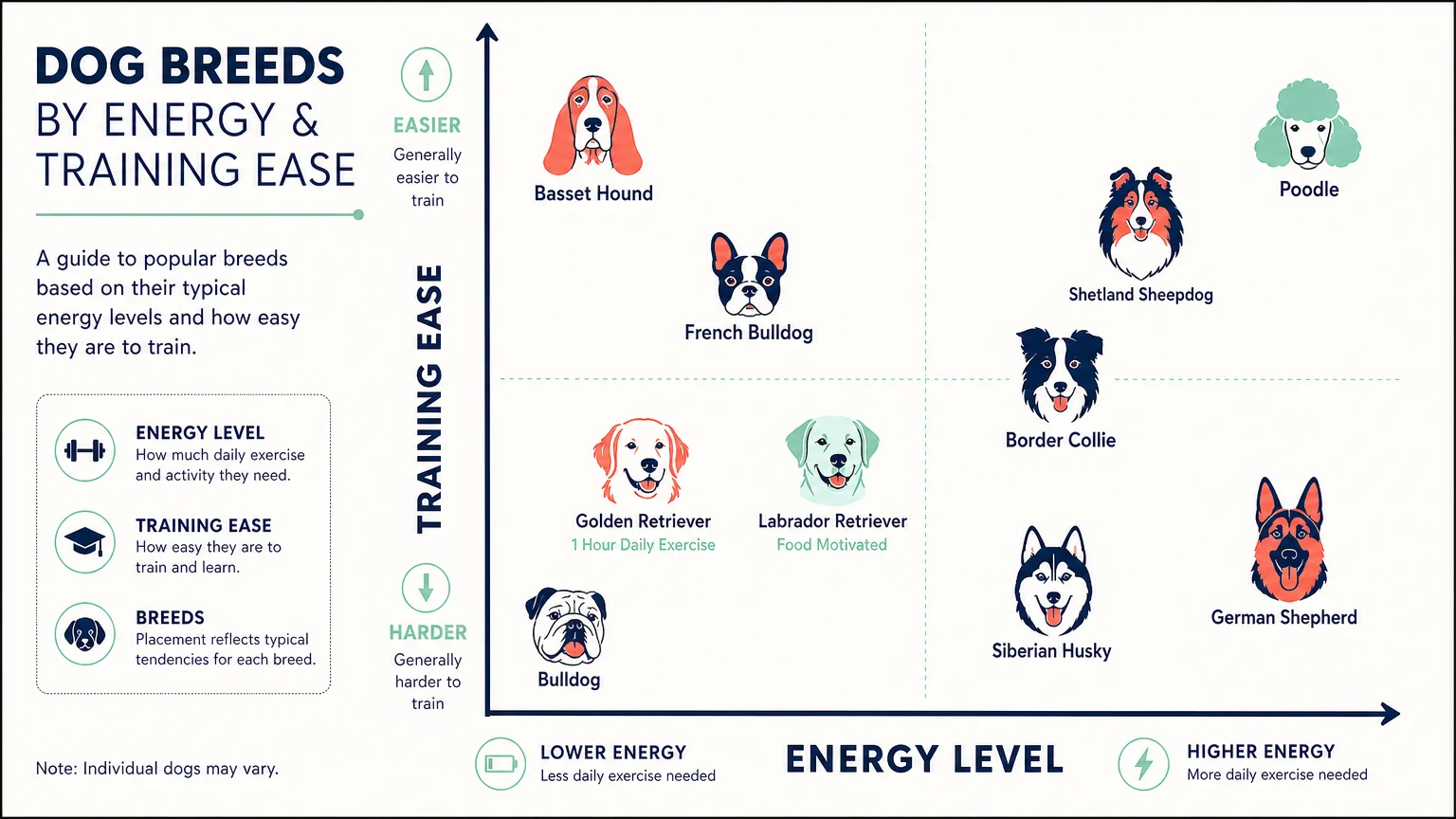 An infographic chart plotting dog breeds based on energy levels and ease of training.