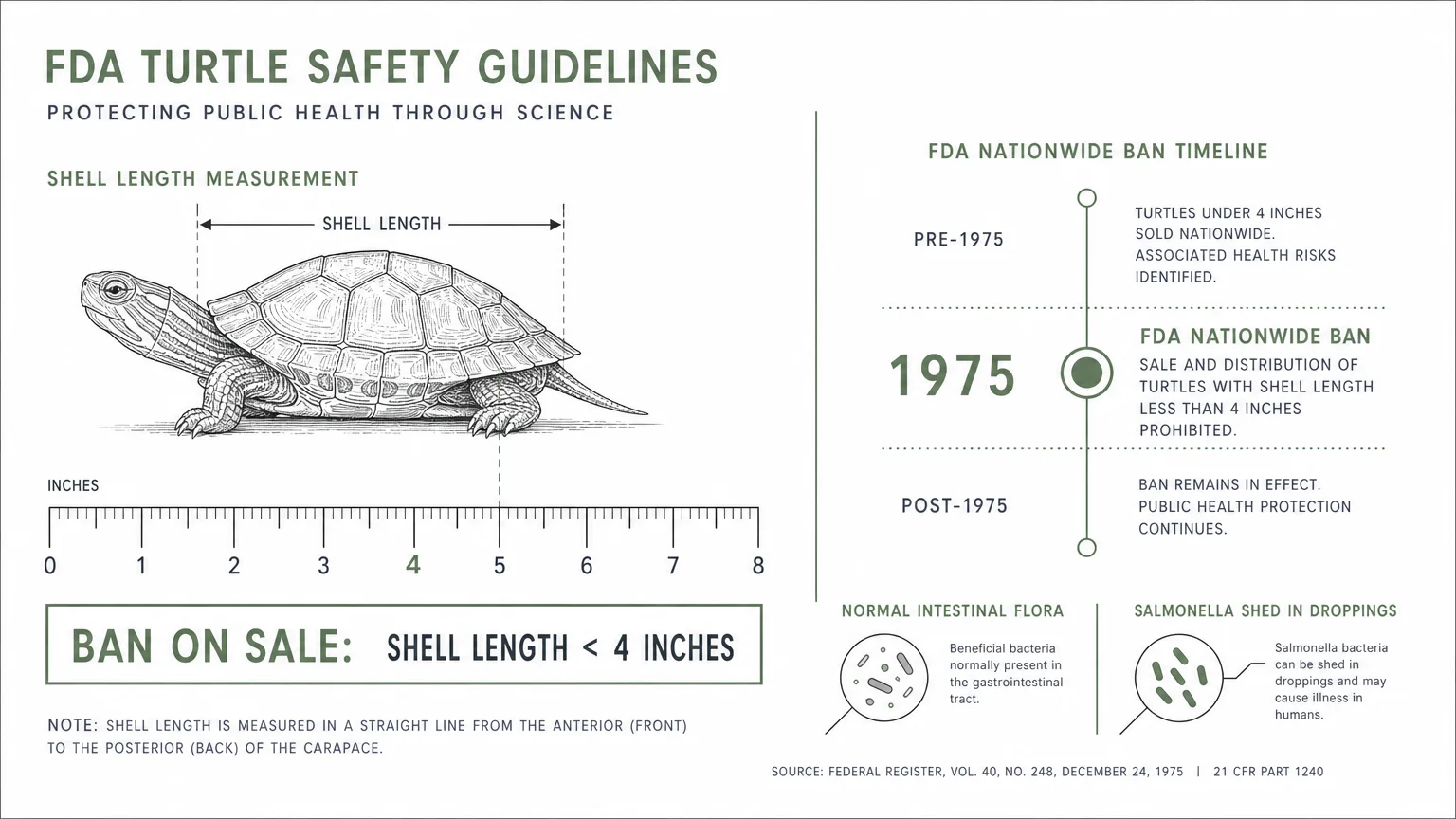 An infographic showing a turtle being measured against a 4-inch rule with labels about the 1975 FDA ban.